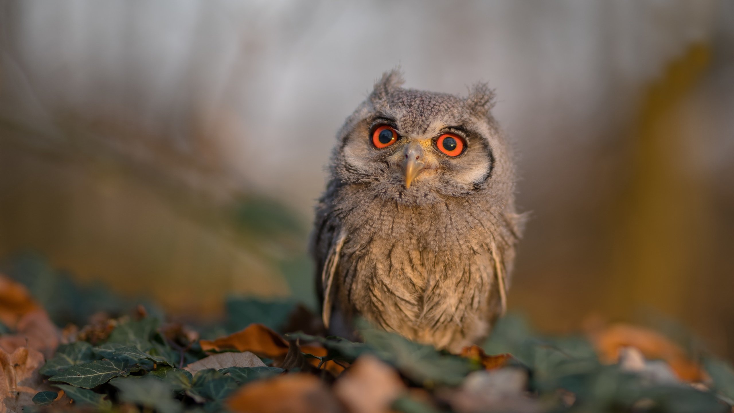 IM体育注册链接-福克斯稳定输出不掉线，辽宁队淘汰赛过关马刺—跨界竞技中的稳定哲学